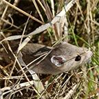 P. maniculatus in Nebraska P. maniculatus in Nebraska