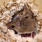 P. polionotus parents P. polionotus parents
